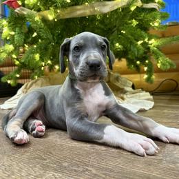 Light Blue - Blue male Great Dane puppy in Corsica, Pennsylvania from Ferguson Family Danes LLC