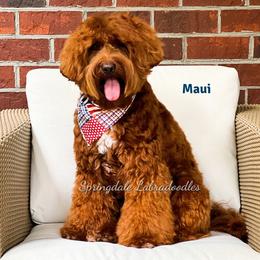 Maui - Australian Labradoodle