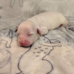 Dark Pink Girl - Cream female Dachshund puppy in Cypress, California from Ferrario Dachshunds