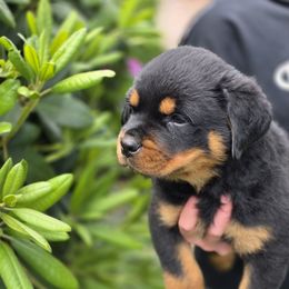 Rodney - Black and mahogany male Rottweiler puppy in Cottage Grove, Oregon from Divine Rottweilers