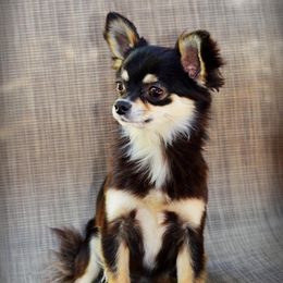 Cinder - Chihuahua