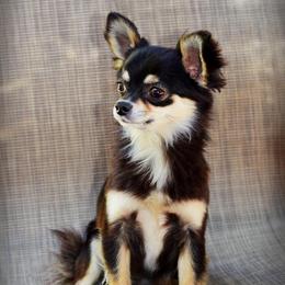 Cinder - Chihuahua