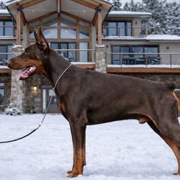 Doberman Pinschers from storm cloud doberman