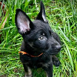 Argus (orange boy) - Black and tan male German Shepherd puppy in San Antonio, Texas from CISCOK9