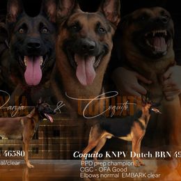 Dutch Shepherd puppies from ArcanaK9