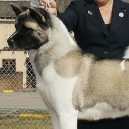 Akita from Kawela Akitas