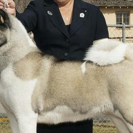 Akita from Kawela Akitas