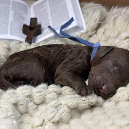 Nicholar - Chocolate male Assorted Doodle Crosses puppy in West Monroe, Louisiana from Southern Haven Doodles