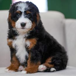 Cupid - Tri-color male Bernedoodle puppy in Dundee, Ohio from Down Home Doodle