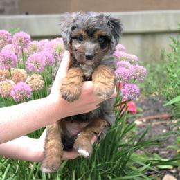 Sage - Merle female Bernedoodle puppy in Eagle Mountain, Utah from Fur Real Puppies.