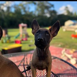 Teal Collar - Fawn female Belgian Malinois puppy in Nashville, North Carolina from Kings K9 Kennel & Training, LLC