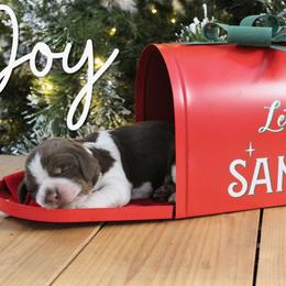 Joy - Liver white and tan female English Springer Spaniel puppy in Barnstead, New Hampshire from C & S Farms