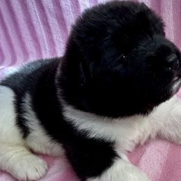 Quinn - Black, brown undercoat Akita puppy in South Whitley, Indiana from BleuMoon Akitas