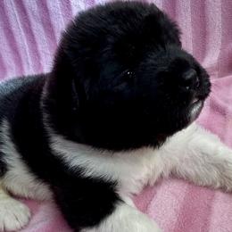 Quinn - Black, brown undercoat Akita puppy in South Whitley, Indiana from BleuMoon Akitas