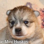 Boy 1 - Gray and white male Alaskan Klee Kai puppy in Klamath Falls, Oregon from Nordic Mini Huskys