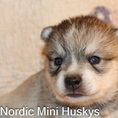 Boy 1 - Gray and white male Alaskan Klee Kai puppy in Klamath Falls, Oregon from Nordic Mini Huskys