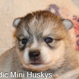 Boy 1 - Gray and white male Alaskan Klee Kai puppy in Klamath Falls, Oregon from Nordic Mini Huskys