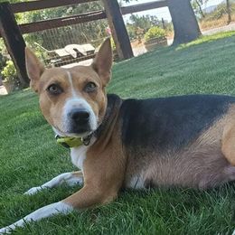 Rat Terriers from Up River Deckers
