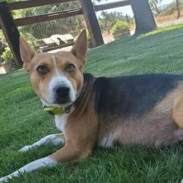 Rat Terriers from Up River Deckers