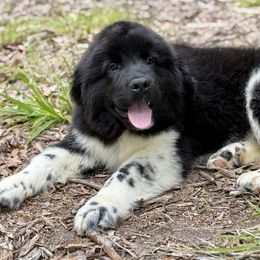 Romeo OFA - White and black male Newfoundland puppy in Falmouth, Michigan from Dyer Lake Newfoundland’s