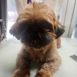Latte - Shih Tzu