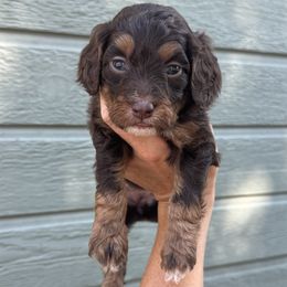 Kiwi - Phantom female Bernedoodle puppy in Horseshoe Bend, Idaho from Over the Moon Poodles and Doodles