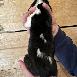 Male 5 - Black brown and white male Basset Hound puppy in Lindley, New York from Hill Top Basset Hounds & Cane Corso