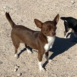 Maya - Chihuahua