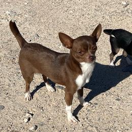Maya - Chihuahua