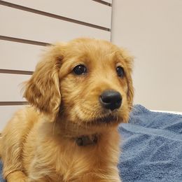 Golden Retriever Puppies from Akoya Kennels