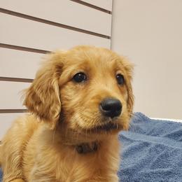 Golden Retriever Puppies from Akoya Kennels