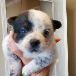 Girl 5 - Blue speckled female Australian Cattle Dog puppy in Lenoir, North Carolina from Blue Coyote Ranch