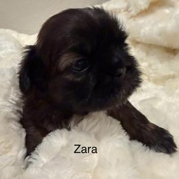 Zara - Red female Shih Tzu puppy in Riverside, California from AKC Shih Tzu of California