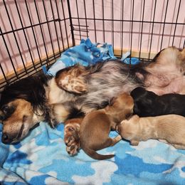 Dachshund puppies from Boot Scootin Pups