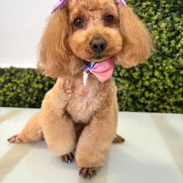 Titi - Maltipoo