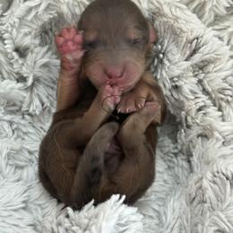 Cookie - Dapple male Dachshund puppy in Vancouver, Washington from Cascade Minis