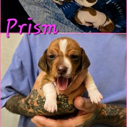 Prism - Piebald female Dachshund puppy in New Caney, Texas from BouncinMiniWeenies
