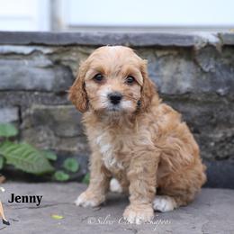 Jenny - Red female Cockapoo puppy in Canastota, New York from Silver City Cockapoos