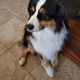 Miniature American Shepherd All Grown Up from Moon Phase Kennel