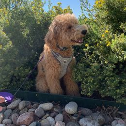 Goldendoodle Puppies from Pikes Peak Doodles