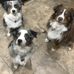 Miniature Australian Shepherd All Grown Up from ME Kennels