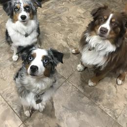 Miniature Australian Shepherd All Grown Up from ME Kennels