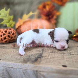 Boo - Chocolate and white female Chihuahua puppy in Piqua, Kansas from Cute As A Cupcake Chihuahuas