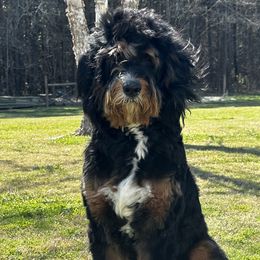 Scout - Bernedoodle