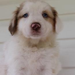 Miniature Australian Shepherd Puppies from Alexander Kennels