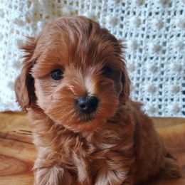 Mr. Green - Apricot male Schnoodle puppy in Leitchfield, Kentucky from Eveleigh Acres Puppies