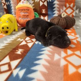 Yellow collar - Black and tan male German Shepherd puppy in Ramsey, Illinois from Haus-Farr German Shepherds