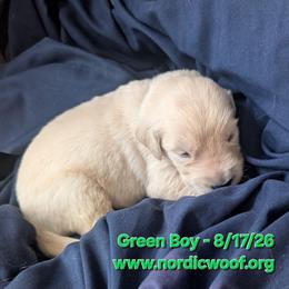 Green Boy - Light golden male Golden Retriever puppy in Peoria, Arizona from Nordic Woof's Golden Retrievers