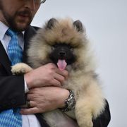 Keeshond Puppies from StarStruck Keeshonden