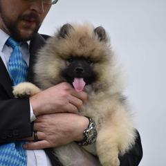 Keeshond Puppies from StarStruck Keeshonden